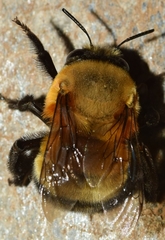 Anthophora hispanica