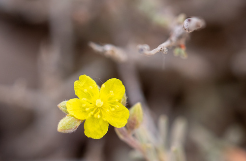 Thyme-leaved Rockrose