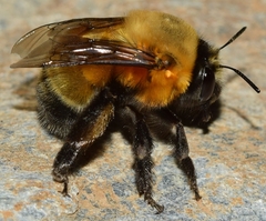 Anthophora hispanica