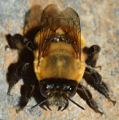 Anthophora hispanica