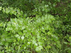 Leiobunum ventricosum