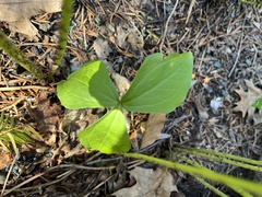 Trillium erectum