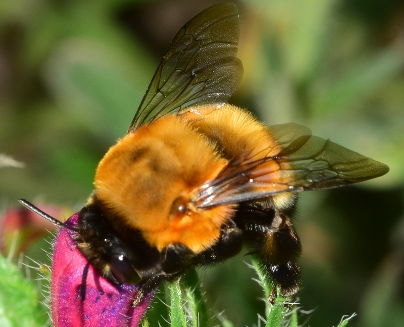 Anthophora hispanica