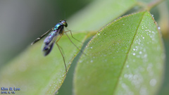 Condylostylus nebulosus