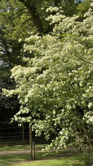 Cornus controversa