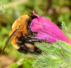 Anthophora hispanica