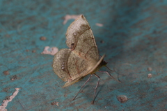 Erastria decrepitaria