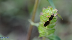 Rhopalus sapporensis