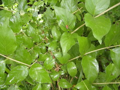 Leiobunum ventricosum