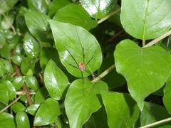 Leiobunum ventricosum