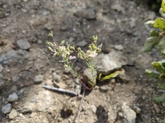 Hesperolinon congestum