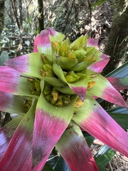 Guzmania squarrosa