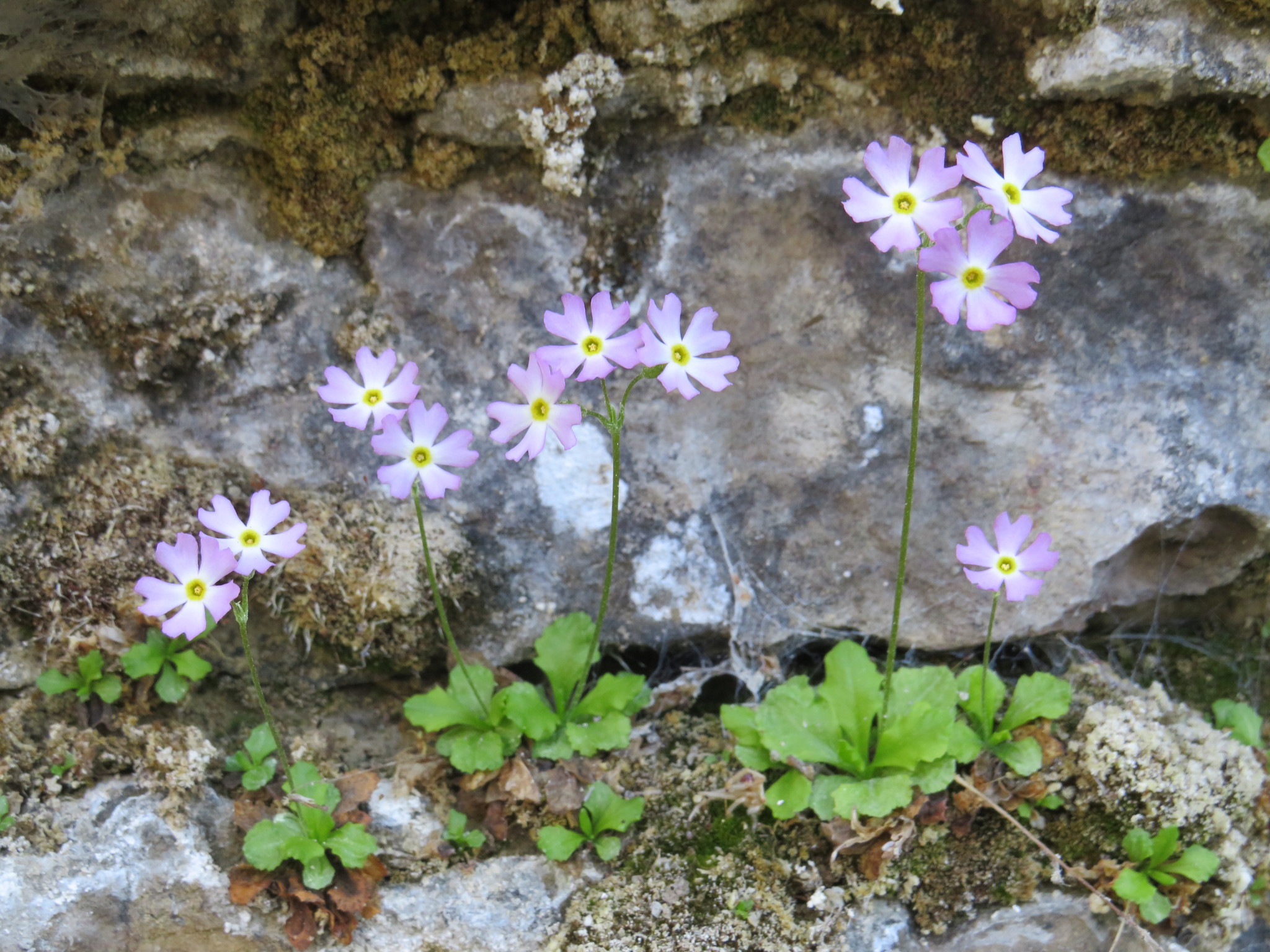 Primula mistassinica
