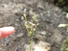 Hesperolinon congestum