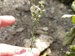 Hesperolinon congestum