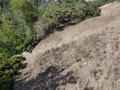 Hesperolinon congestum