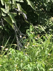 Papilio demoleus malayanus