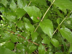 Leiobunum ventricosum