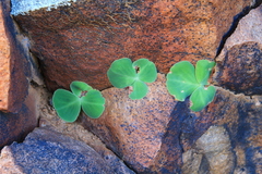 Oxalis magnifolia