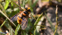 Volucella inanoides