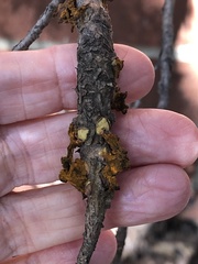 Gymnosporangium clavariiforme