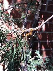 Gymnosporangium clavariiforme