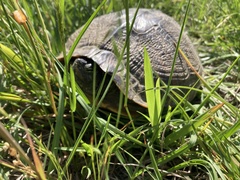 Trachemys scripta scripta