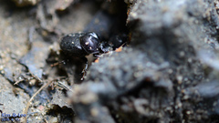 Onthophagus atripennis