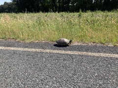 Trachemys scripta scripta