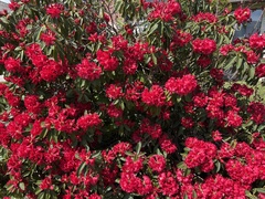 Rhododendron