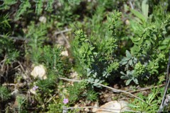 Haplophyllum linifolium