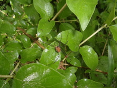 Leiobunum ventricosum