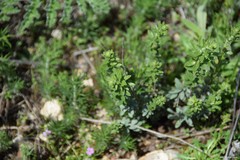 Haplophyllum linifolium