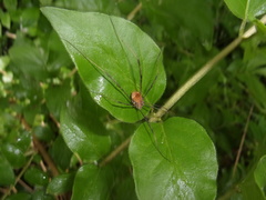 Leiobunum ventricosum
