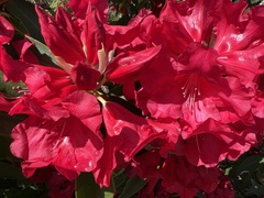 Rhododendron