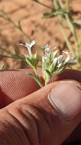 Image of Ipomopsis gunnisonii by (c) Darrin Gobble, some rights reserved (CC BY)