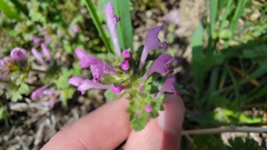 Lamium amplexicaule