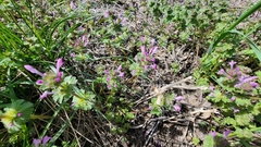 Lamium amplexicaule