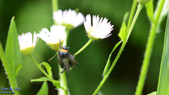 Macrobrochis staudingeri