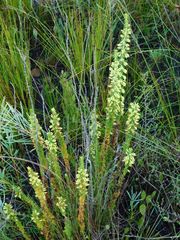 Erica coccinea