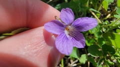 Viola sororia