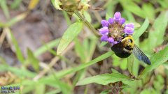Xylocopa appendiculata