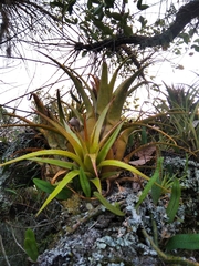 Aechmea recurvata