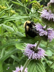 Bombus griseocollis