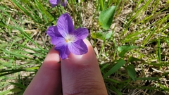 Viola sororia