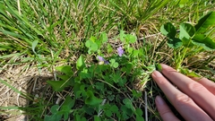 Viola sororia