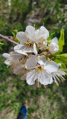 Prunus