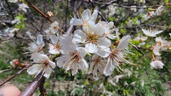 Prunus