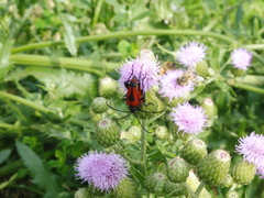 Stictoleptura cordigera