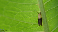 Opogona nipponica